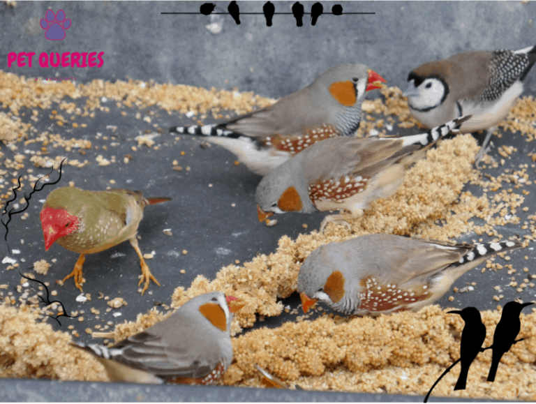 A Complete List Of Foods Finches Can Eat And What Shouldnt Pet Queries