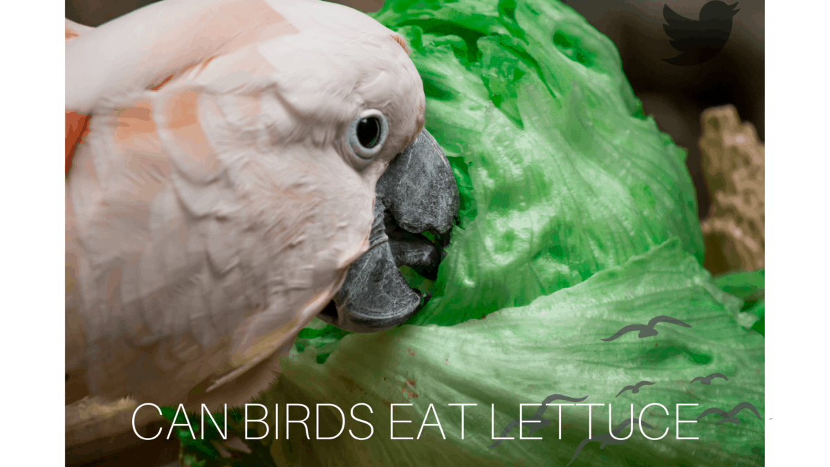 can birds eat lettuce