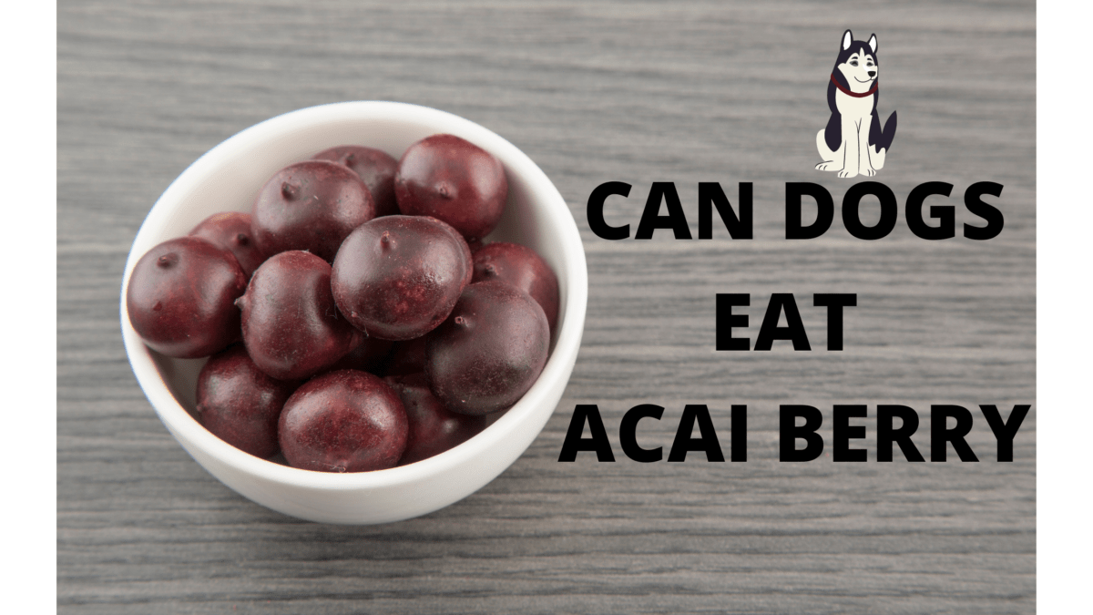 Can dogs eat Acai berries? Are Acai berries Safe or Poisonous for dogs