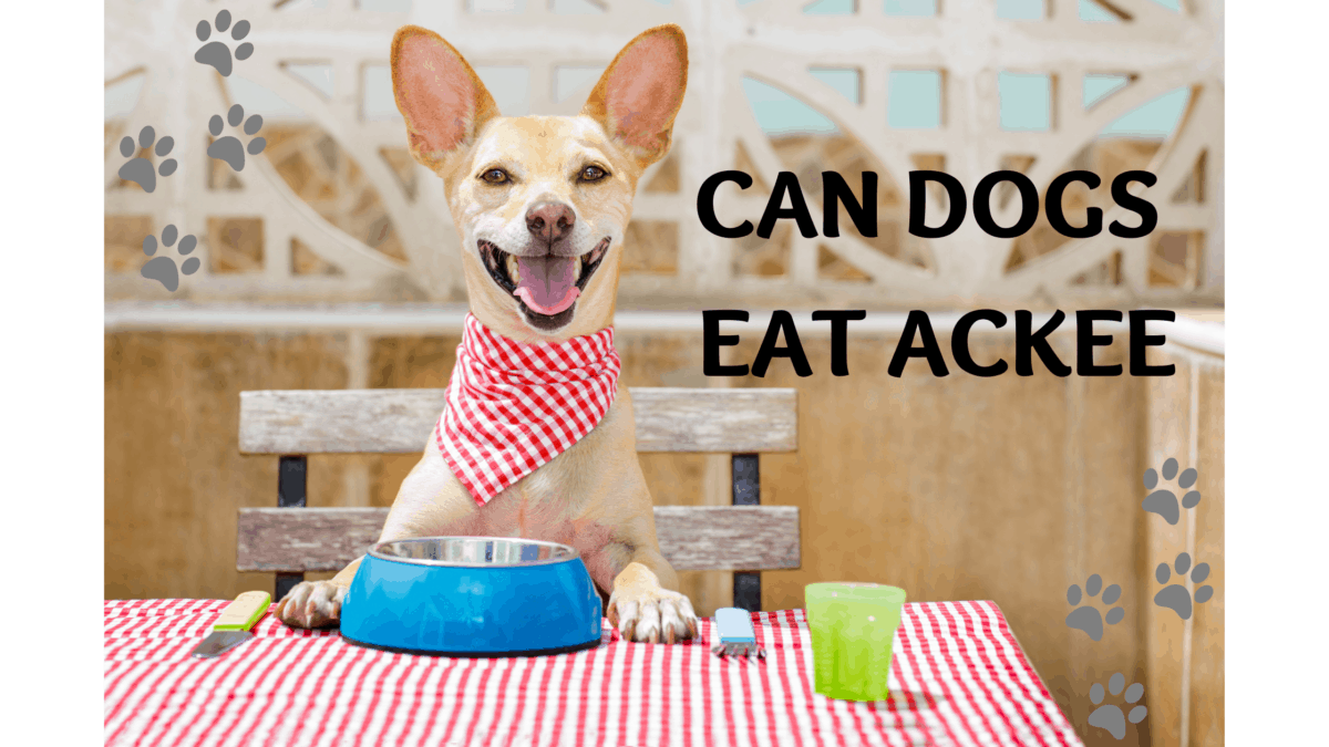 Can dogs eat ackee/cooked Ackee? Is ackee poisonous? Pet Queries