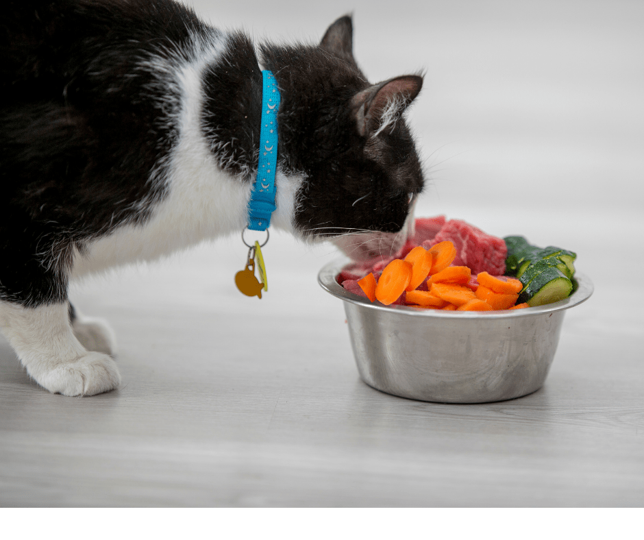 Can cats eat carrots? Are carrots healthy for cats? - Pet ...