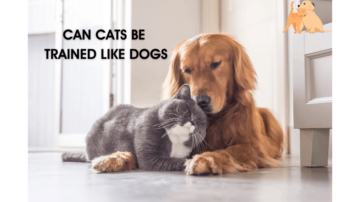 Can Cats be trained like dogs? If yes how to train them Pet Queries