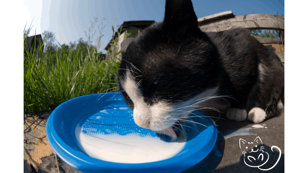 Can cats drink milk? What kind of milk can cats drink? – Pet Queries