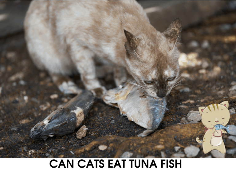 Can cats eat tuna fish? Benefits and risks of Cats consuming tuna fish