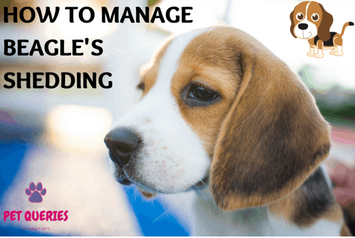 do beagles shed? how to manage beagle’s shedding? – pet