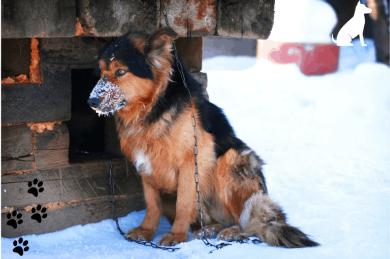 Kennel nose in dogs How to treat Kennel nose in dogs at home? Pet