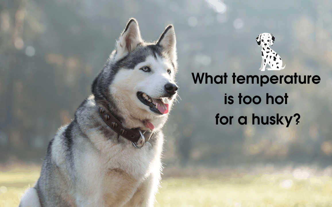 What temperature is too hot for a husky? Pet Queries