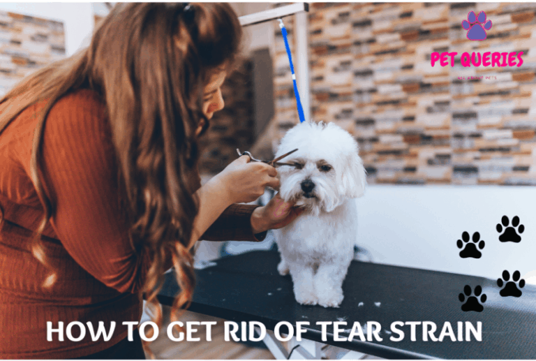 How to get rid of tear stain on Maltese? Pet Queries
