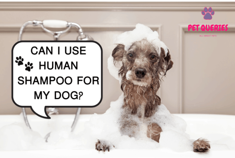 Can i use human shampoo on my dog? Pet Queries