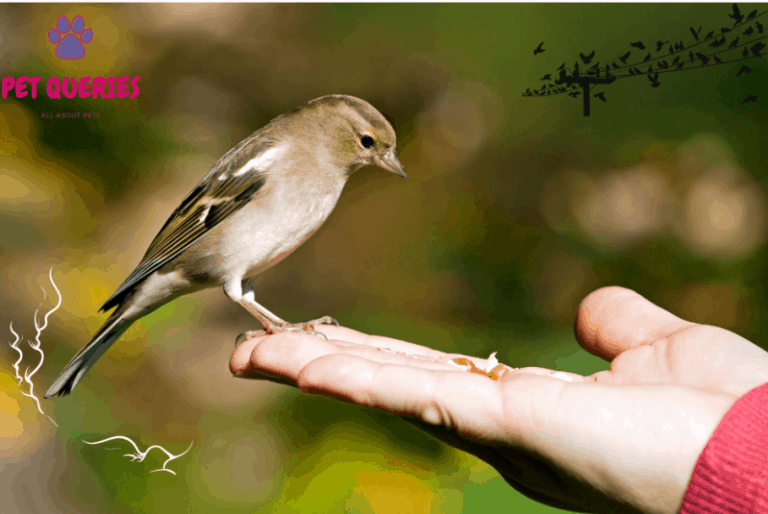 A complete list of foods finches can eat (and what shouldn’t) Pet Queries