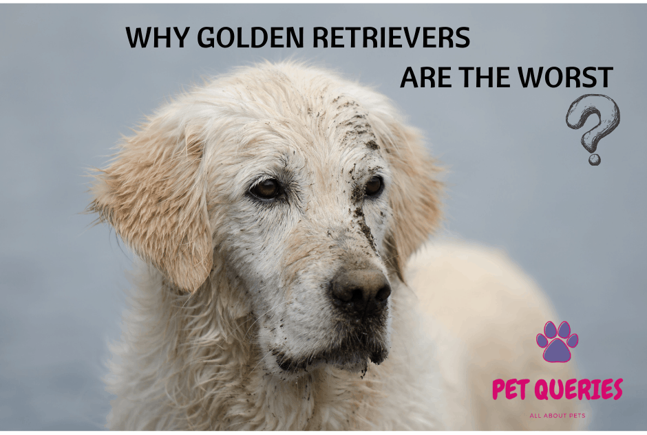 Why Golden retrievers are the worst? – Pet Queries