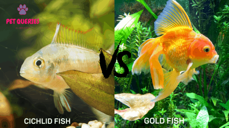 Gold fish vs Cichlid fish – Which one should you pick? – Pet Queries