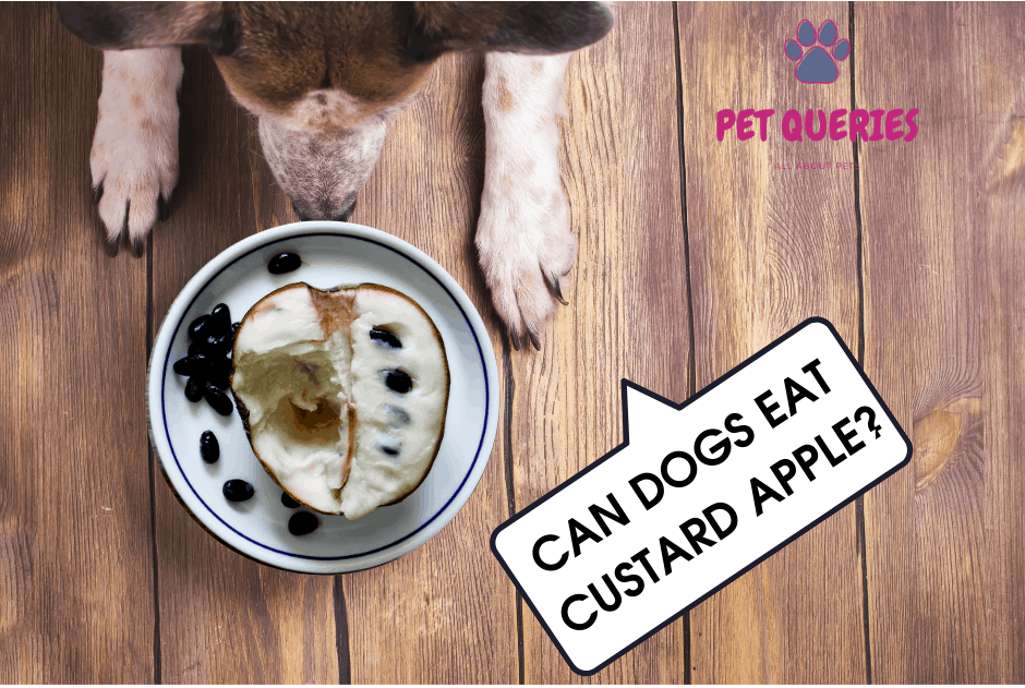 is custard apple good for dogs