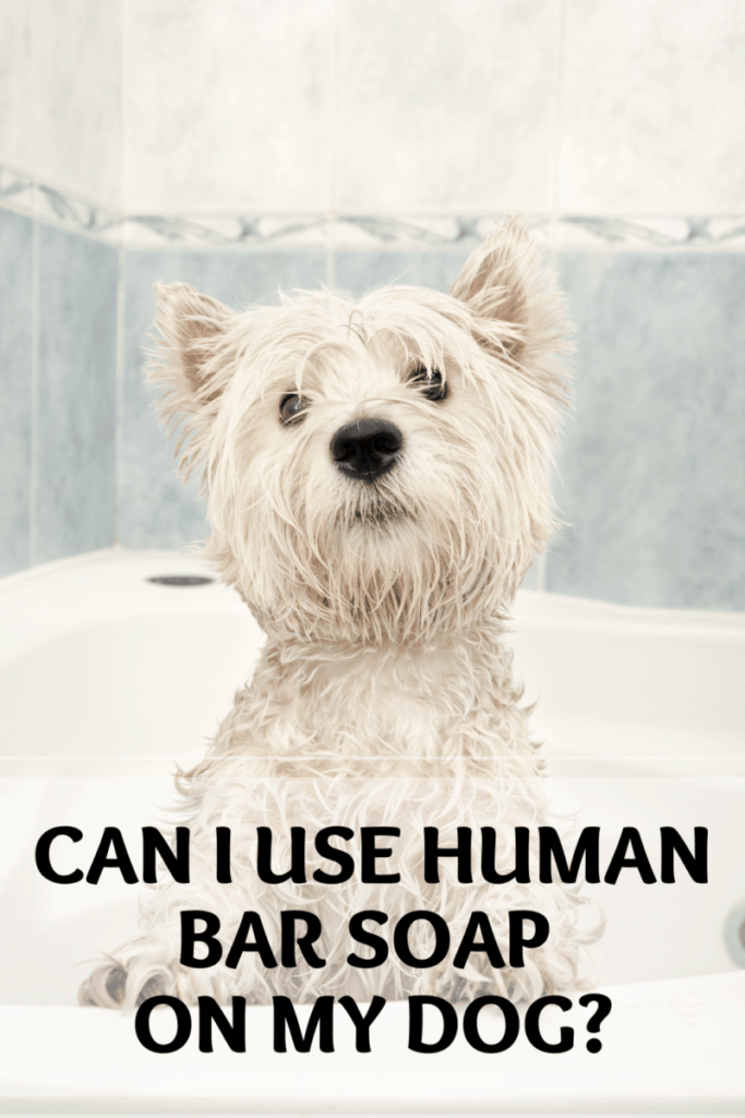 Can i use human bar soap on my dog? Pet Queries