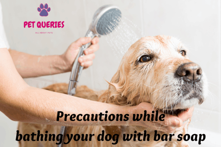 Can i use human bar soap on my dog? Pet Queries