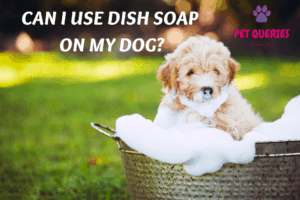 can i use dial soap on my dog