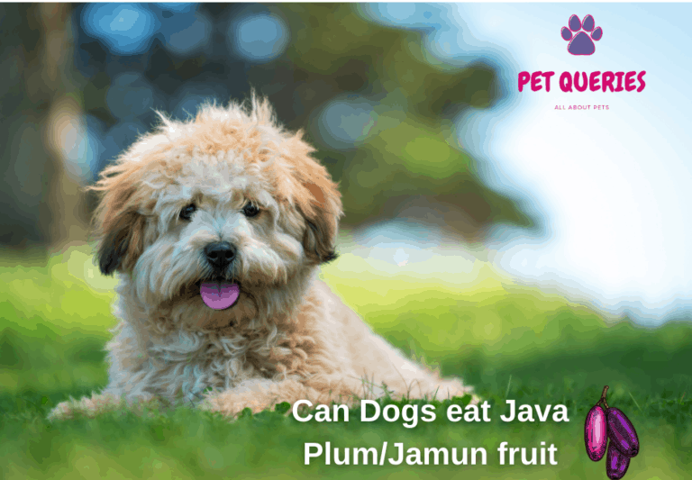 can dogs eat plum