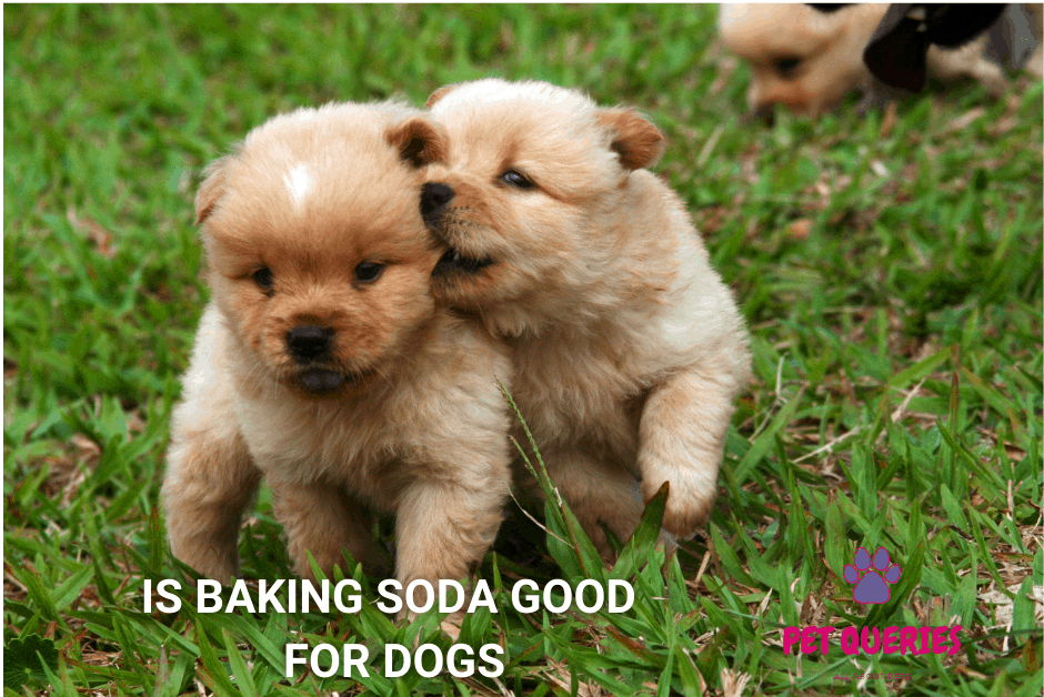 is baking soda safe for dog