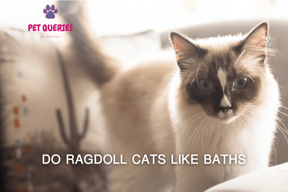 41 Top Pictures Do Ragdoll Himalayan Cats Shed - My Blog - En Blog in 2020 | Cat shedding, Ragdoll cat, Cat fur