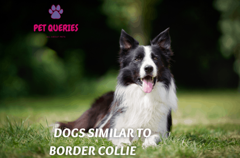 Dogs that are similar to border collies Pet Queries