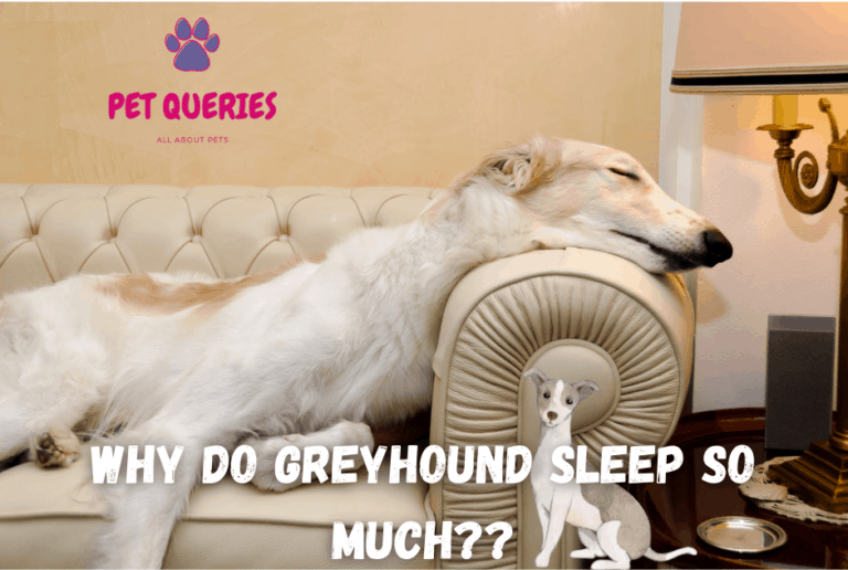 Why do Greyhound sleep so much? Pet Queries