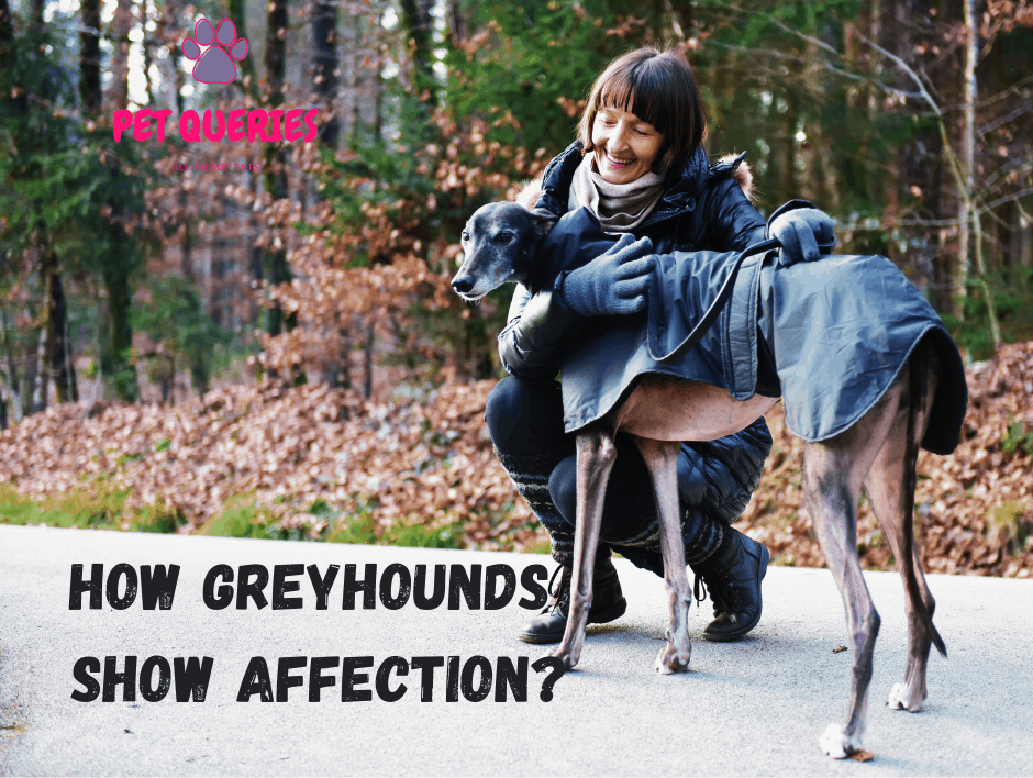 how do greyhounds show affection