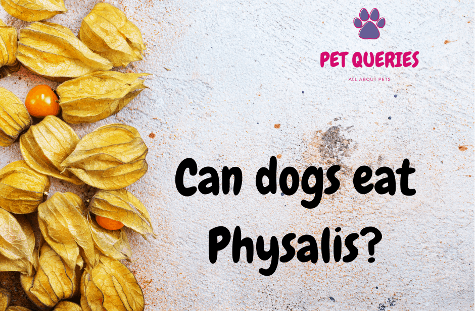 Can dogs eat Physalis? – Pet Queries