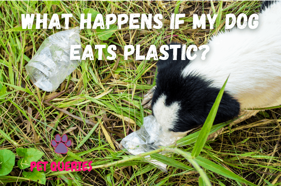 What happens if my dog eats plastic? – Pet Queries