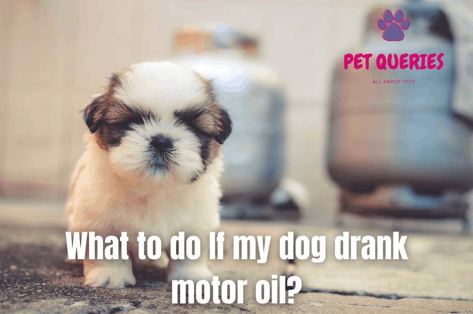 What To Do If My Dog Drank Motor Oil Pet Queries