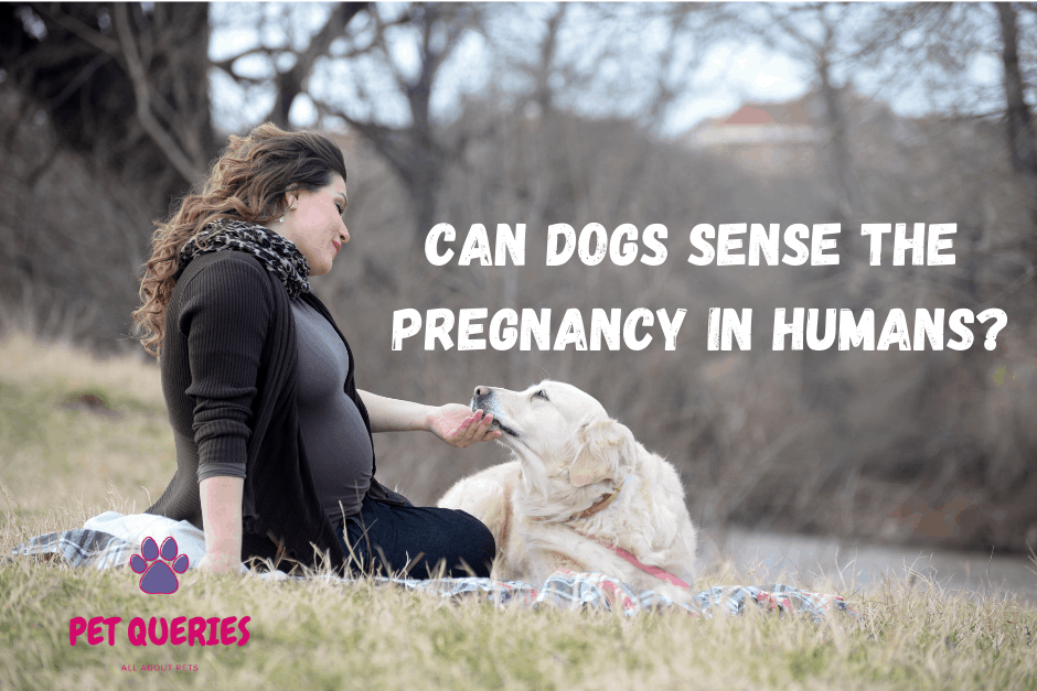 Can Dogs Sense When Humans Are Pregnant