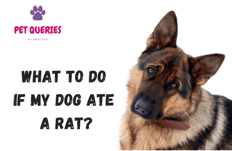 what-to-do-if-my-dog-ate-a-rat-pet-queries