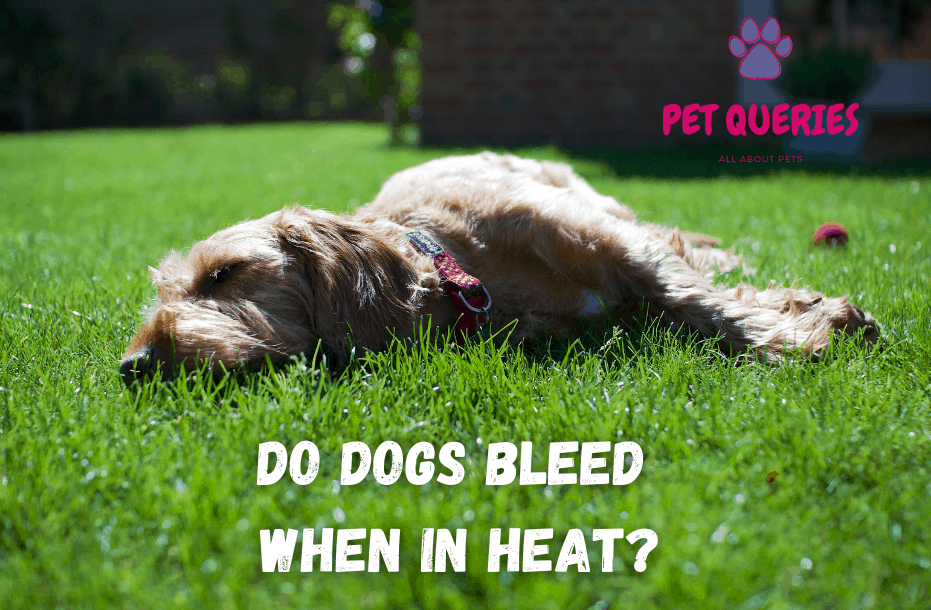 do-dogs-bleed-when-in-heat-pet-queries