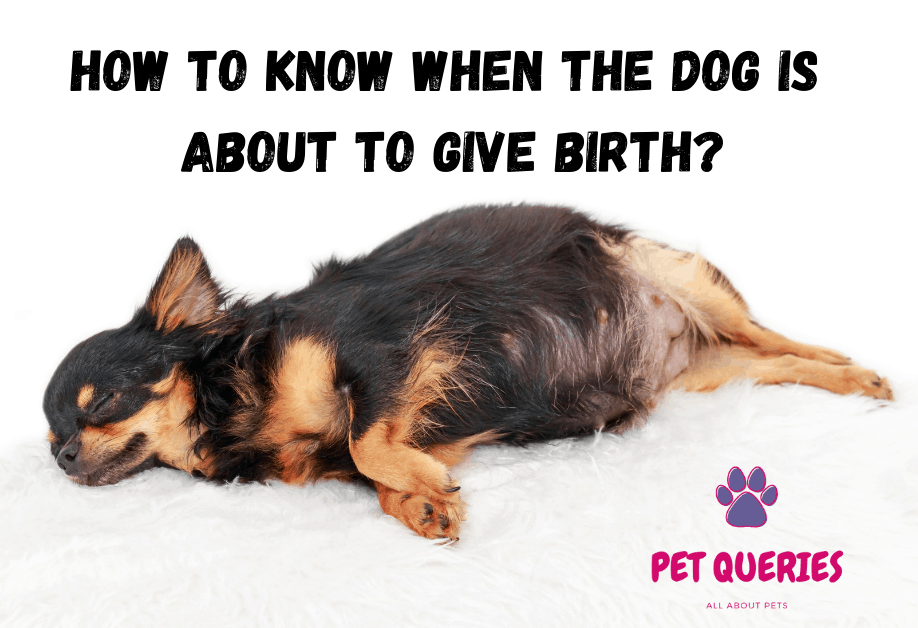 How To Know When The Dog Is About To Give Birth Pet Queries