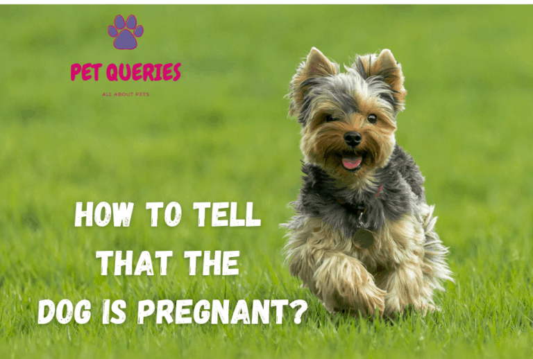 Dog behavior when they are pregnant & How to tell they are Pregnant ...